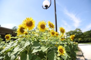 下から撮影すると世界が変わる（しゃがみ、寝転び撮影のススメ）